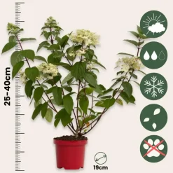 Pluimhortensia - Set van 2 - Hydrangea 'Wim's Red' - Hoogte 25-40cm - ⌀19cm