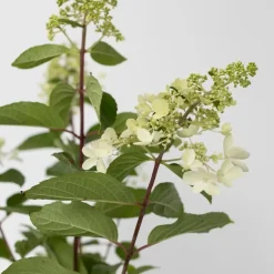 Pluimhortensia - Set van 4 - Hydrangea 'Pinky Winky' - Hoogte 25-40cm - ⌀19cm