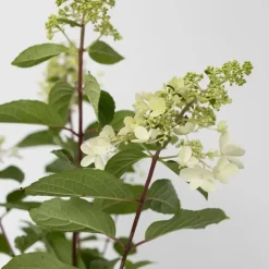 Pluimhortensia - Set van 4 - Hydrangea 'Pinky Winky' - Hoogte 25-40cm - ⌀19cm