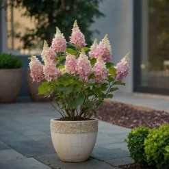 Pluimhortensia - Set van 4 - Hydrangea 'Pinky Winky' - Hoogte 25-40cm - ⌀19cm