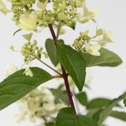 Pluimhortensia - Set van 4 - Hydrangea 'Pinky Winky' - Hoogte 25-40cm - ⌀19cm