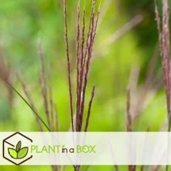 Prachtriet - Miscanthus sinensis 'Kleine Silberspinne - Hoogte 20-30cm - ⌀23cm