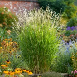 Prachtriet - Miscanthus sinensis 'Gracillimus' - Hoogte 40-60cm - ⌀23cm