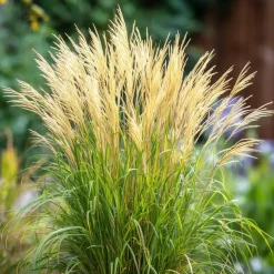 Prachtriet - Miscanthus sinensis 'Gracillimus' - Hoogte 40-60cm - ⌀23cm