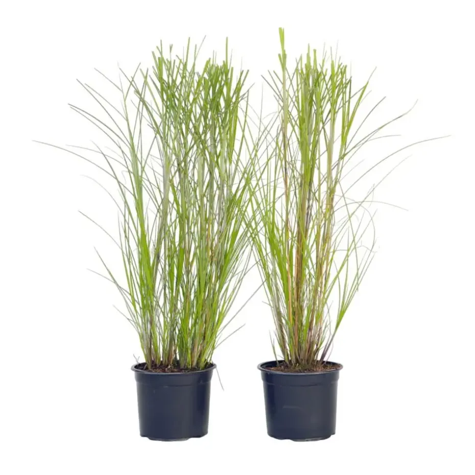 Prachtriet - Set van 2 - Miscanthus 'Gracillimus' - Hoogte 40-60cm - ⌀23cm