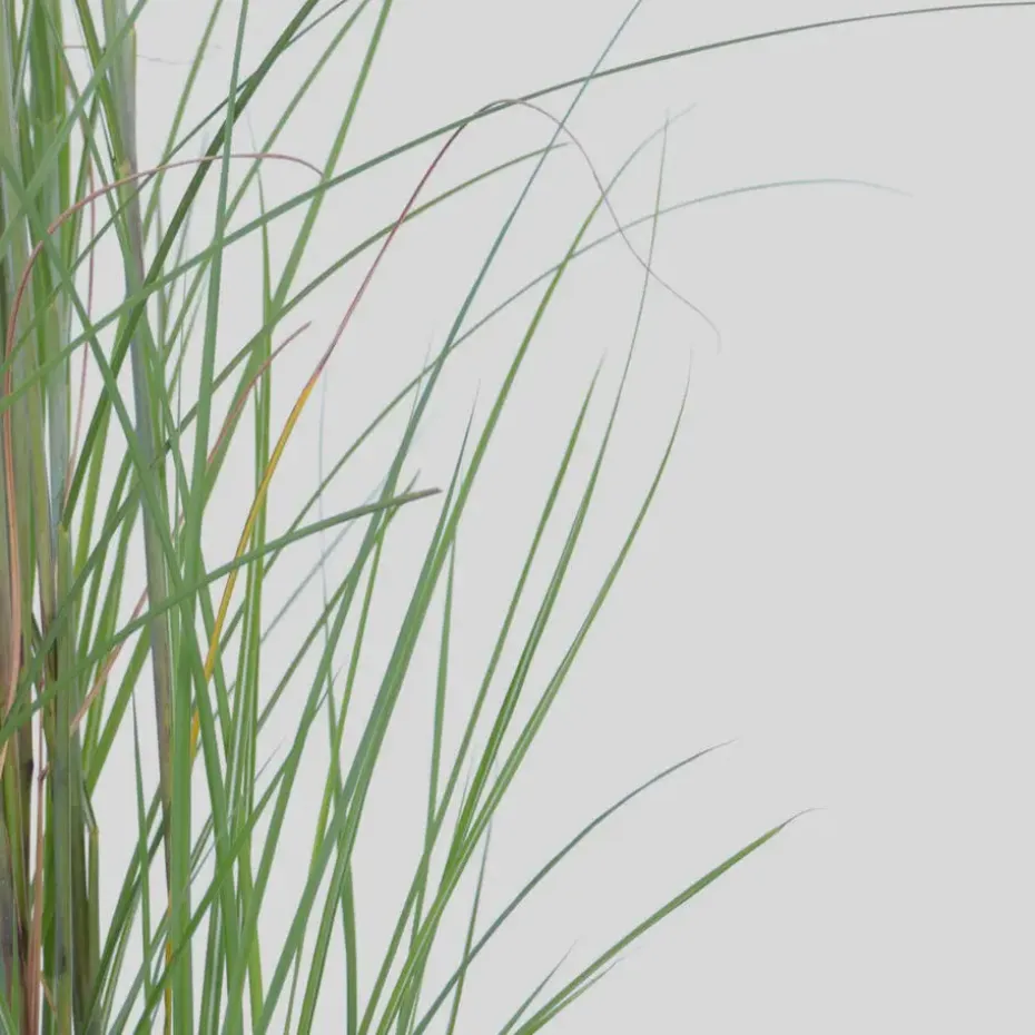 Prachtriet - Set van 2 - Miscanthus 'Gracillimus' - Hoogte 40-60cm - ⌀23cm