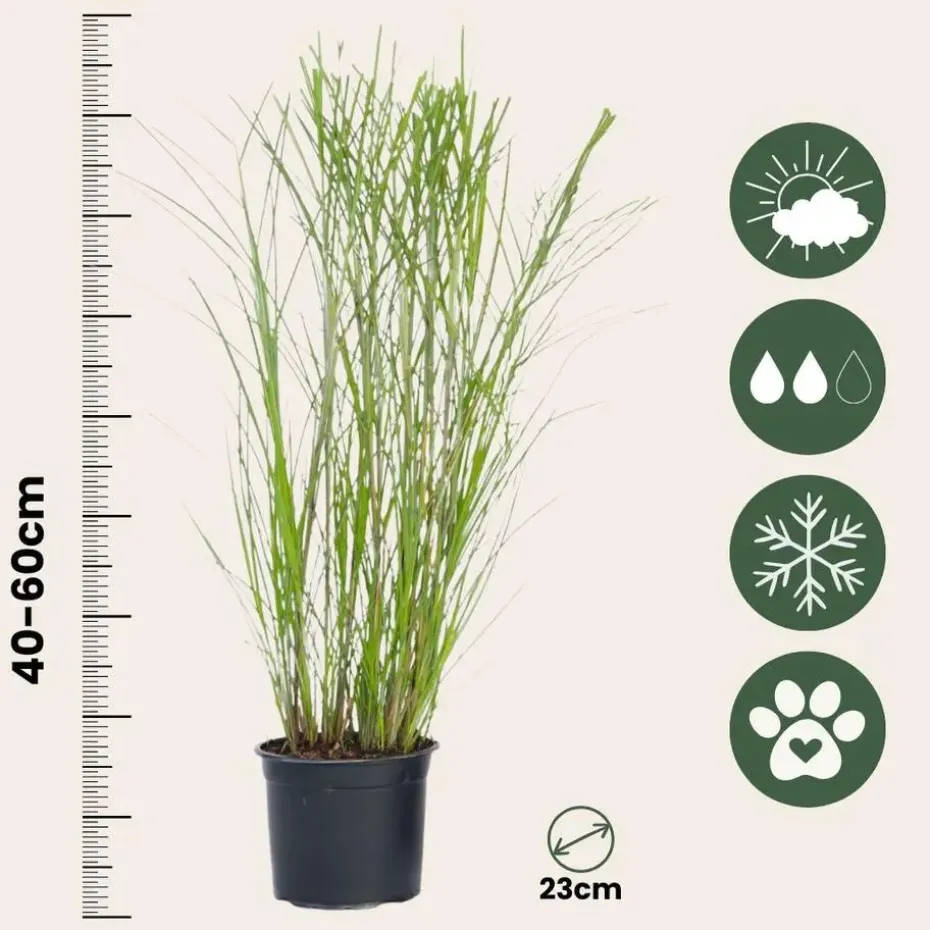Prachtriet - Set van 2 - Miscanthus 'Gracillimus' - Hoogte 40-60cm - ⌀23cm