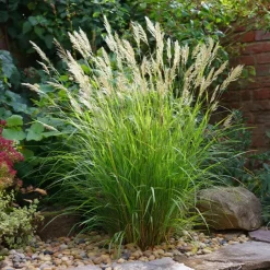Prachtriet - Set van 2 - Miscanthus 'Gracillimus' - Hoogte 40-60cm - ⌀23cm