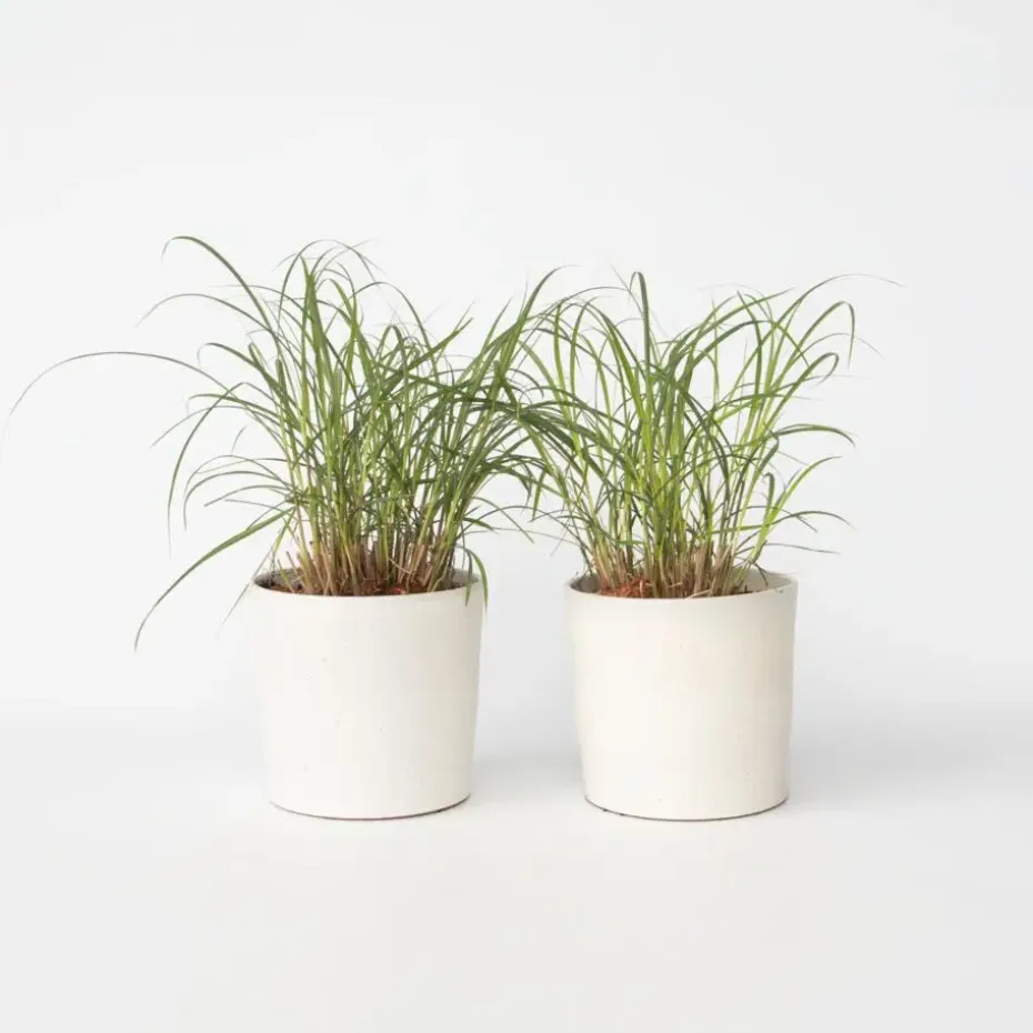 Prachtriet - Set van 2 - Miscanthus 'Red Chief' - Hoogte 40-60cm - ⌀23cm
