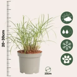 Prachtriet - Set van 2 - Miscanthus 'Red Chief' - Hoogte 40-60cm - ⌀23cm