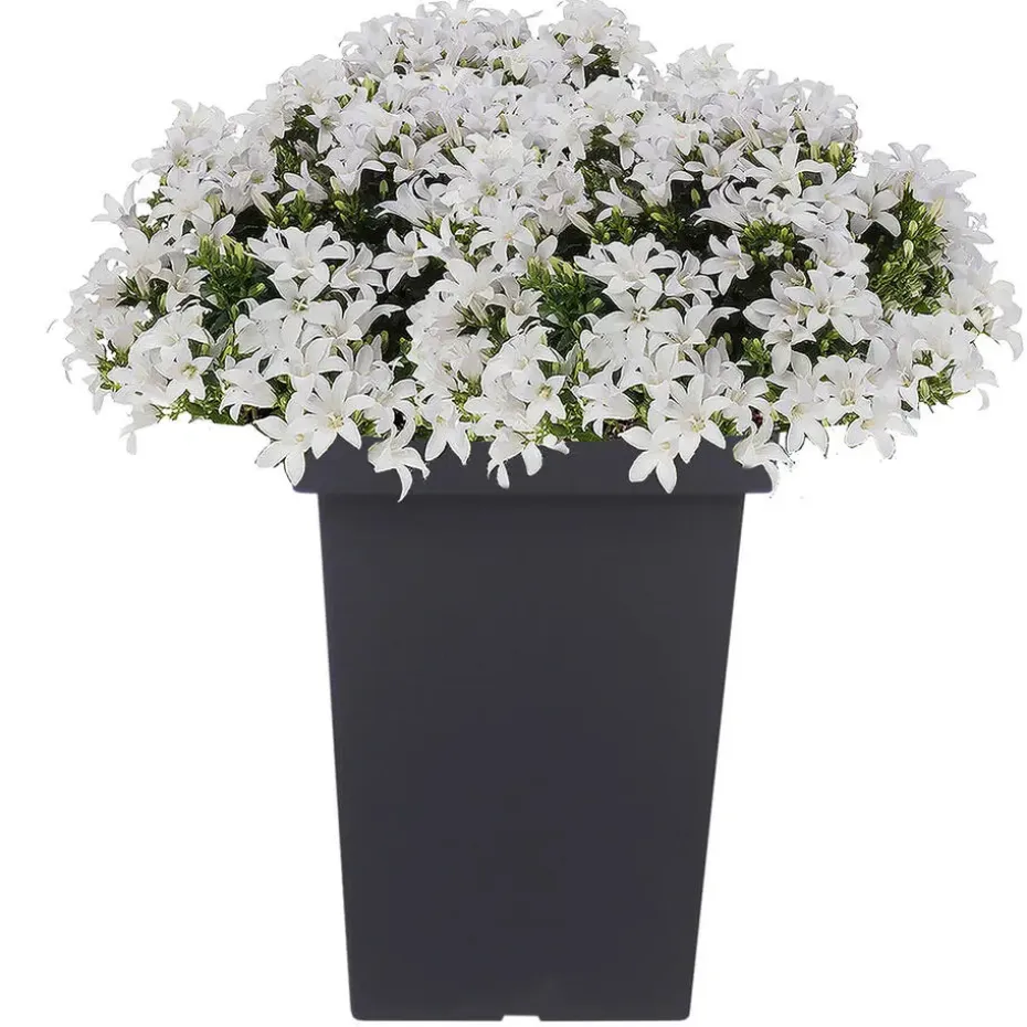 Prosperplast Bloempot - kunststof - antraciet - 23 x 35 cm