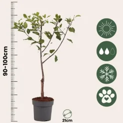 Pruimenboom - Prunus domestica 'Opal' - Hoogte 90-100cm - ⌀21cm