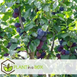 Pruimenboom - Prunus domestica 'Opal' - Hoogte 90-100cm - ⌀21cm