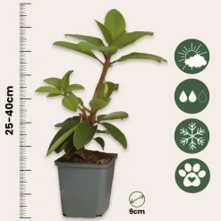 Rhododendrons - Set van 3 - Rhododendron catawbiense - Hoogte 25-40cm - ⌀9cm