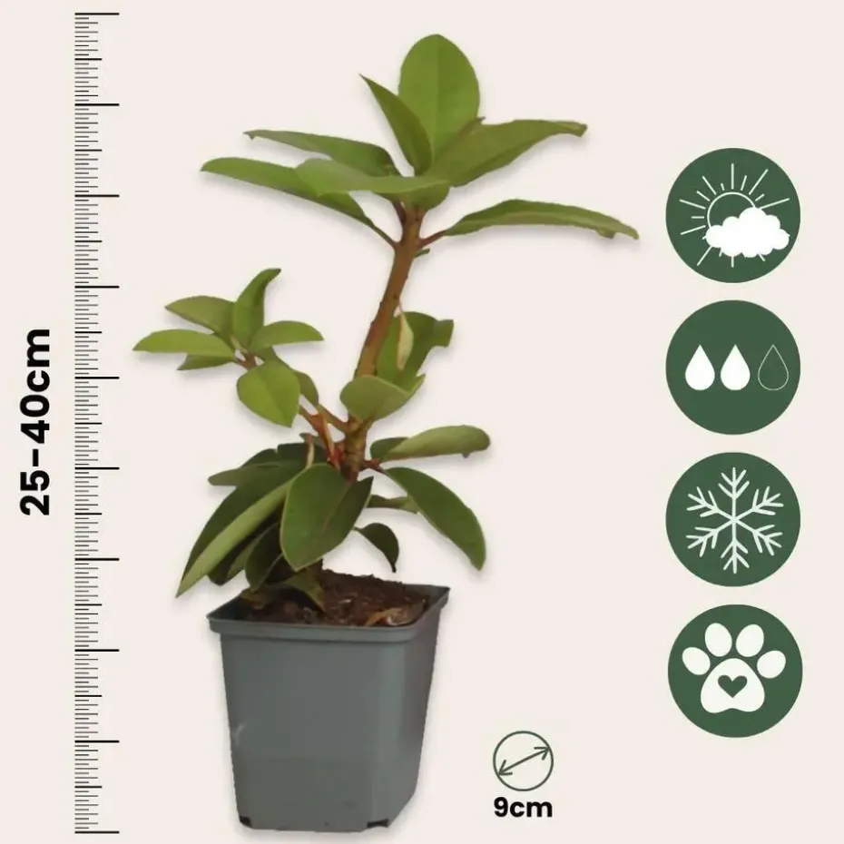 Rhododendrons - Set van 3 - Rhododendron catawbiense - Hoogte 25-40cm - ⌀9cm
