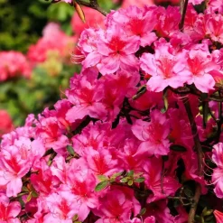 Rhododendrons - Set van 3 - Rhododendron catawbiense - Hoogte 25-40cm - ⌀9cm