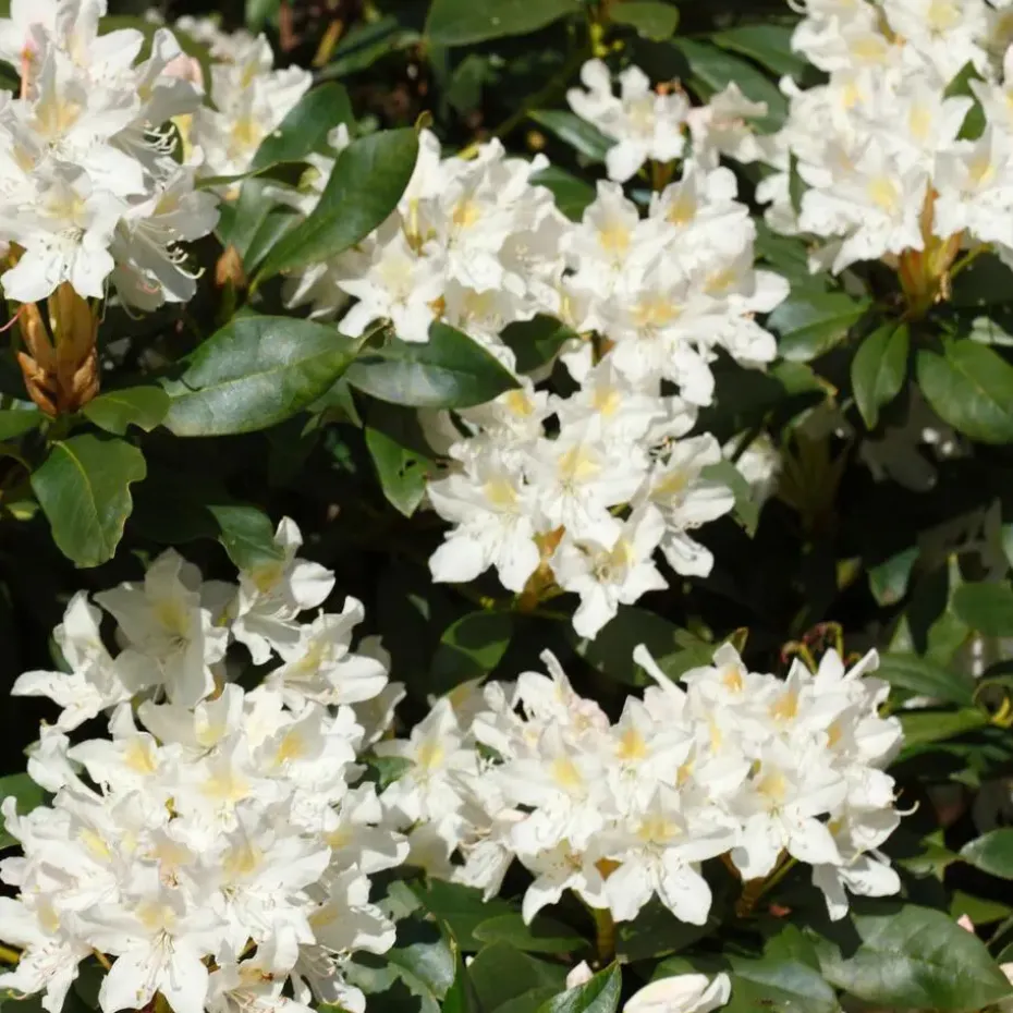 Rhododendrons - Set van 3 - Rhododendron catawbiense - Hoogte 25-40cm - ⌀9cm