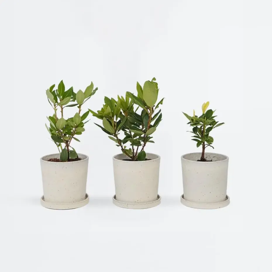 Rhododendrons - Set van 6 - Rhododendron catawbiense - Hoogte 25-40cm - ⌀9cm