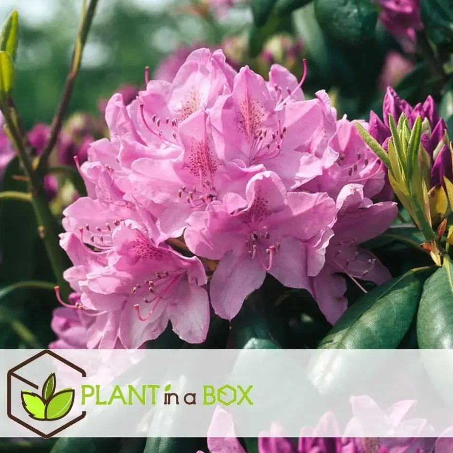 Rhododendrons - Set van 6 - Rhododendron catawbiense - Hoogte 25-40cm - ⌀9cm
