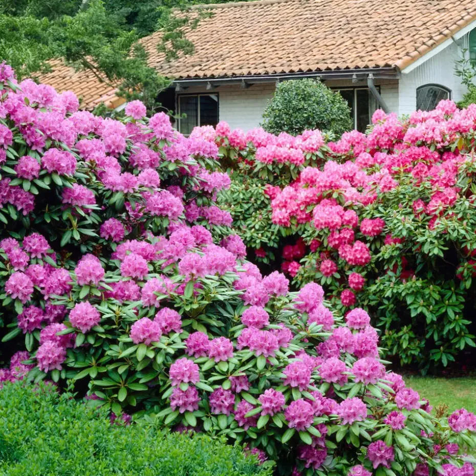 Rhododendrons - Set van 6 - Rhododendron catawbiense - Hoogte 25-40cm - ⌀9cm
