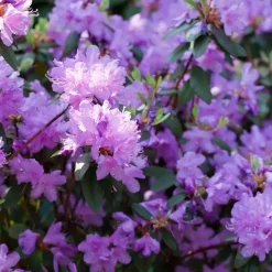 Rhododendrons - Set van 6 - Rhododendron catawbiense - Hoogte 25-40cm - ⌀9cm