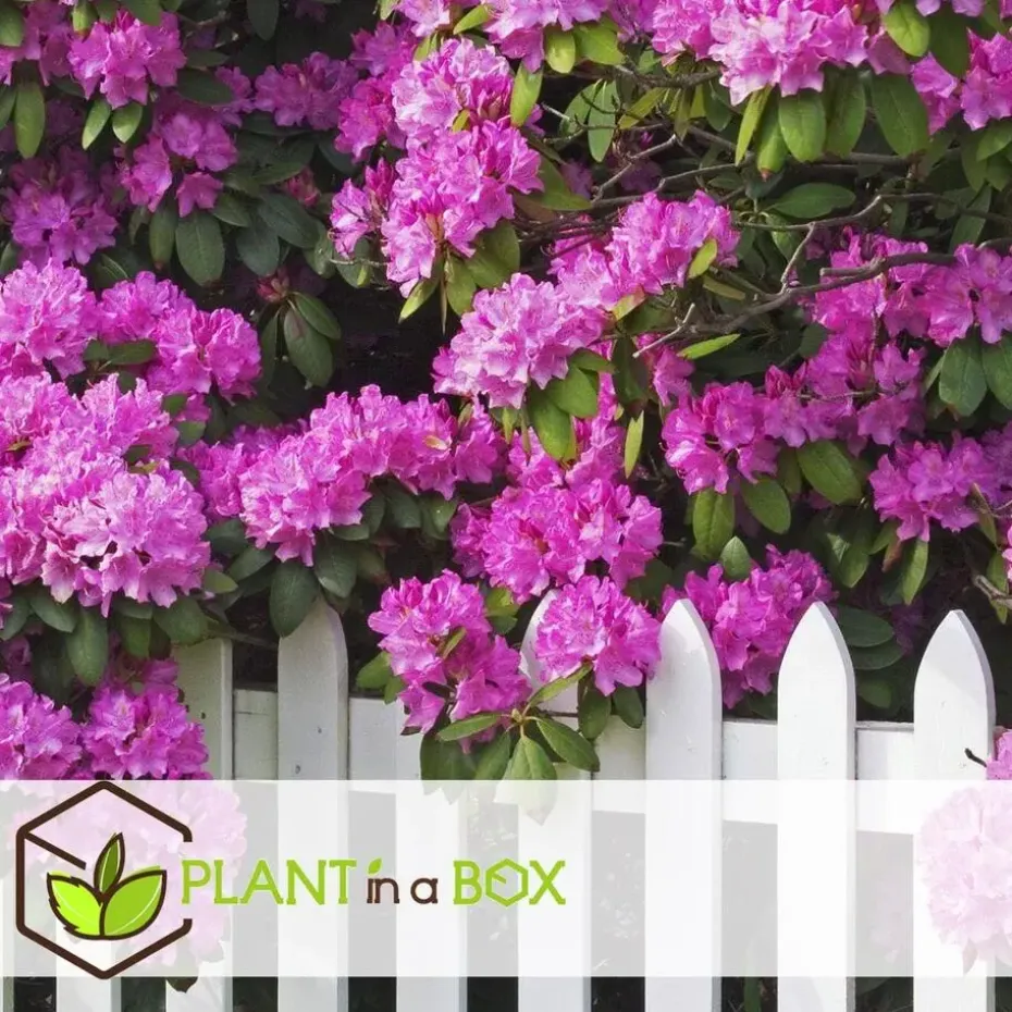 Rhododendrons - Set van 6 - Rhododendron catawbiense - Hoogte 25-40cm - ⌀9cm