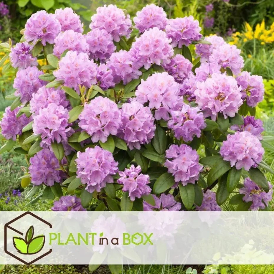 Rhododendrons - Set van 6 - Rhododendron catawbiense - Hoogte 25-40cm - ⌀9cm