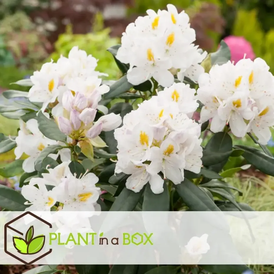 Rhododendrons - Set van 6 - Rhododendron catawbiense - Hoogte 25-40cm - ⌀9cm