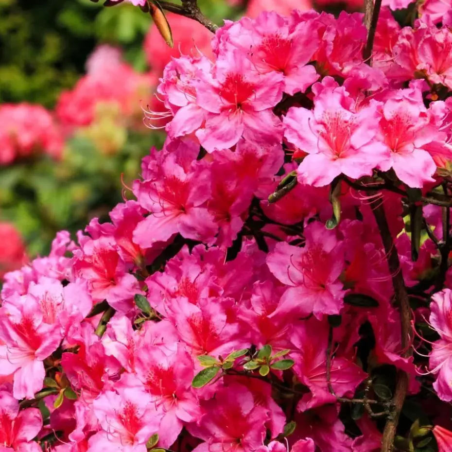 Rhododendrons - Set van 6 - Rhododendron catawbiense - Hoogte 25-40cm - ⌀9cm