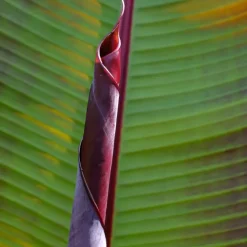 Rode bananenplant - Set van 2 - Ensete ventricosum - Hoogte 55-70cm - ⌀21cm