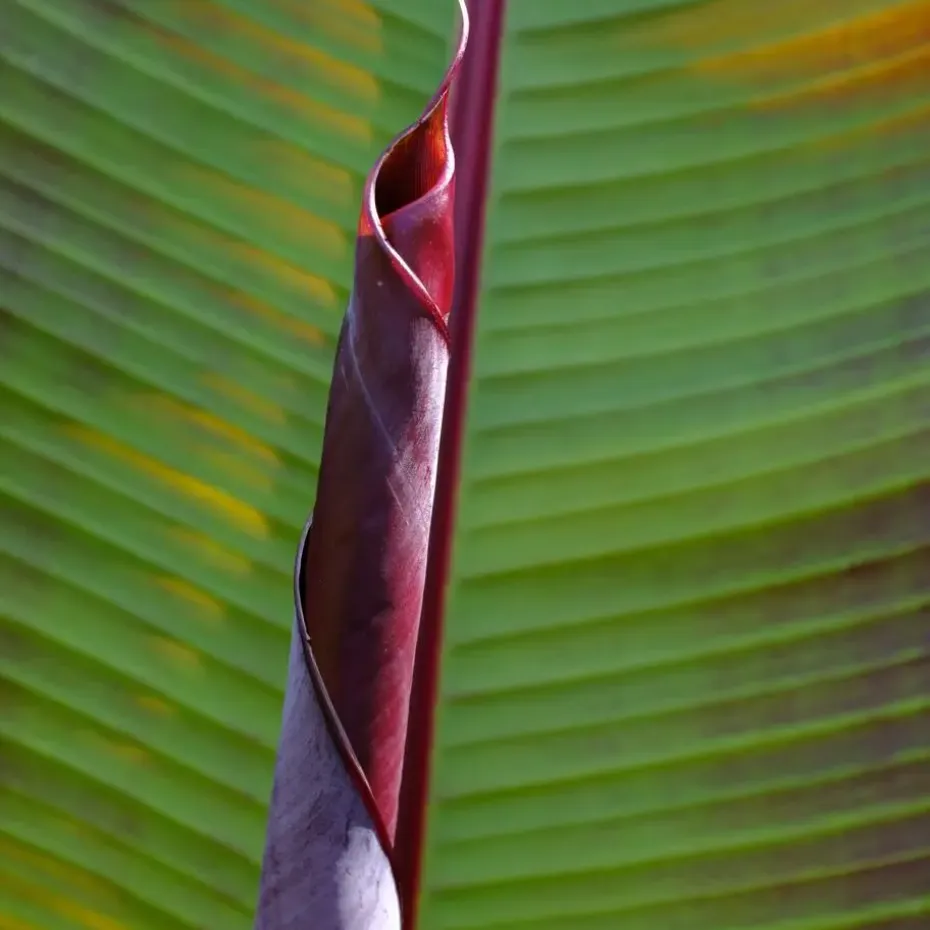 Rode bananenplant - Set van 2 - Ensete ventricosum - Hoogte 55-70cm - ⌀21cm