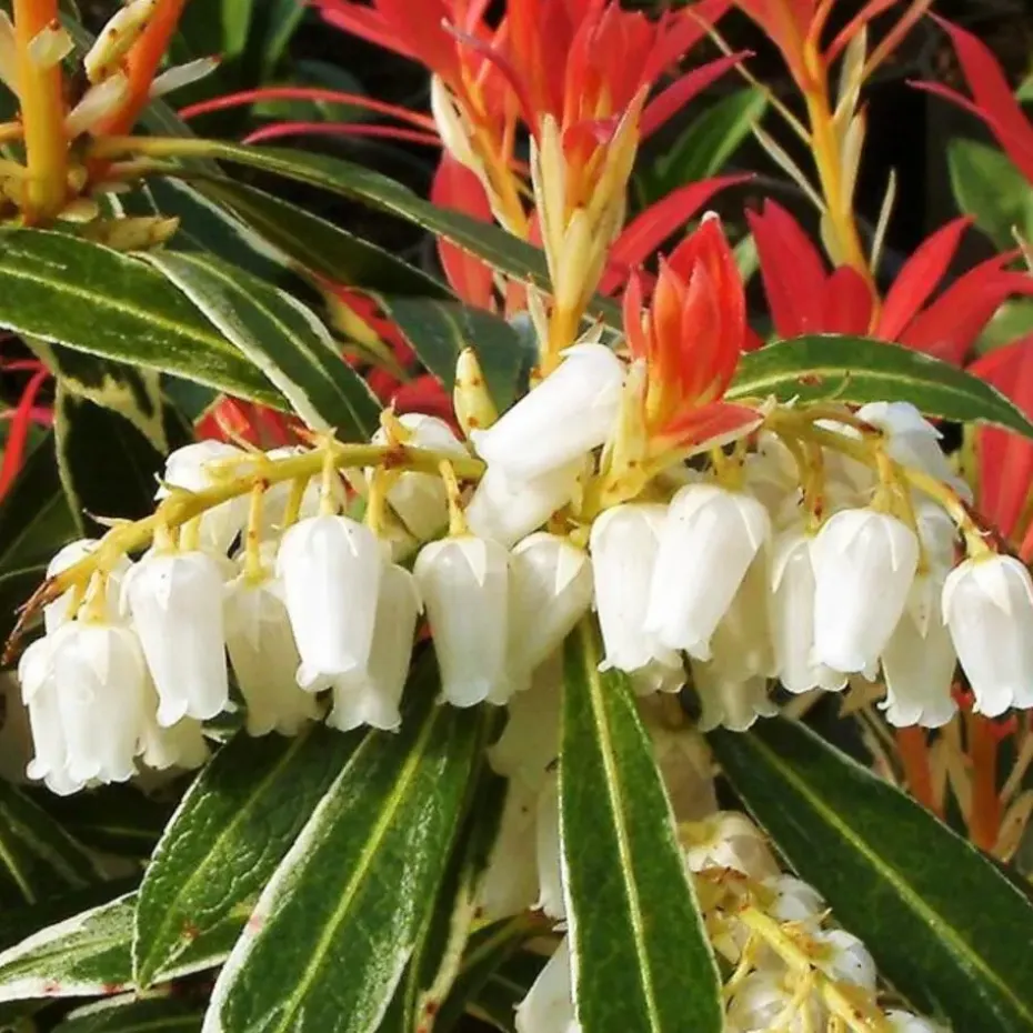 Rotsheide - Set van 4 - Pieris 'Forest Flame' - Hoogte 25-40cm - ⌀17cm