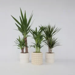 Set grote kamerpalmen - Set van 3 - Indoor Palmmix XL - Hoogte 70-90cm - ⌀17cm