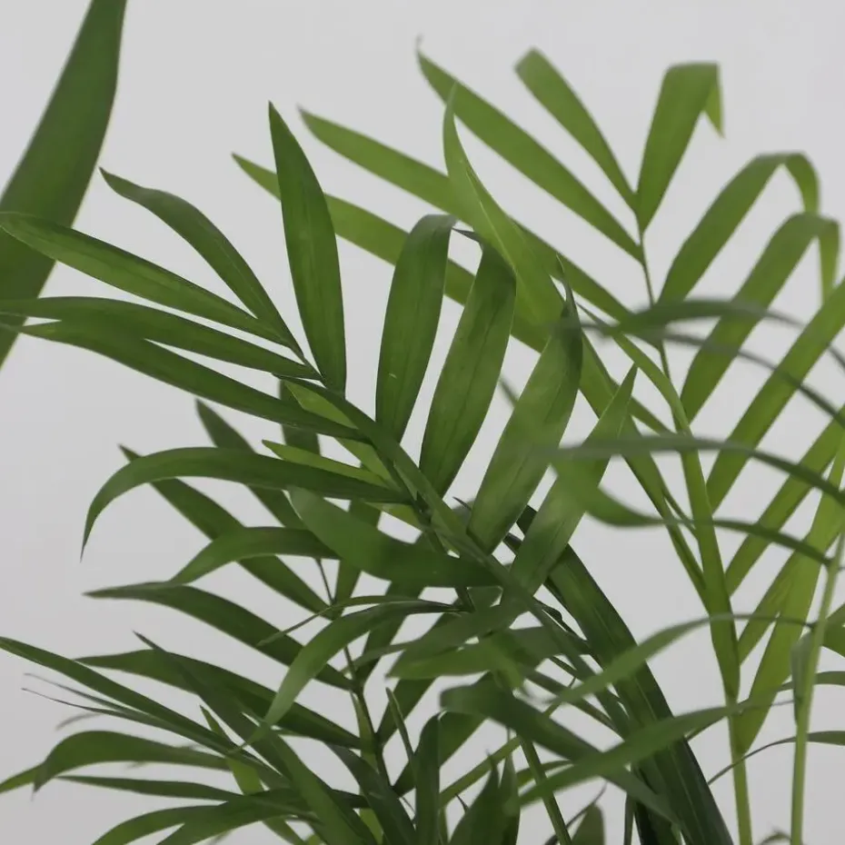 Set grote kamerpalmen - Set van 3 - Indoor Palmmix XL - Hoogte 70-90cm - ⌀17cm