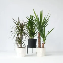 Set grote kamerpalmen - Set van 3 - Indoor Palmmix XL - Hoogte 70-90cm - ⌀17cm