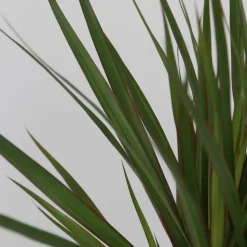 Set grote kamerpalmen - Set van 3 - Indoor Palmmix XL - Hoogte 70-90cm - ⌀17cm