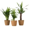Set van 3 mini kamerpalmen incl. mandjes - Hoogte 25-40cm - ⌀12cm