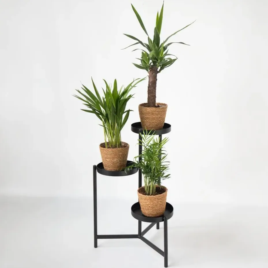 Set van 3 mini kamerpalmen incl. mandjes - Hoogte 25-40cm - ⌀12cm