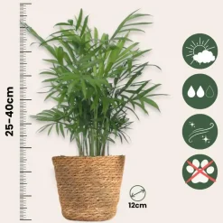 Set van 3 mini kamerpalmen incl. mandjes - Hoogte 25-40cm - ⌀12cm