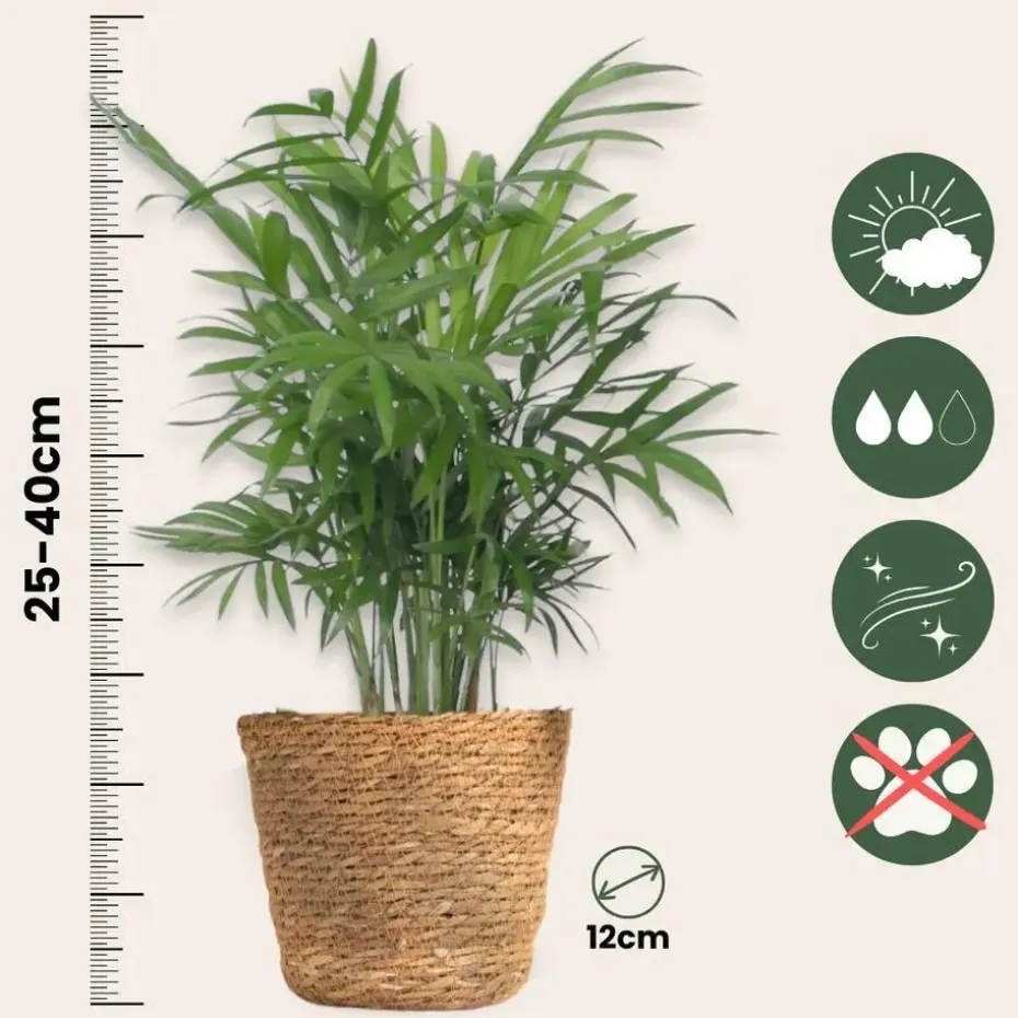 Set van 3 mini kamerpalmen incl. mandjes - Hoogte 25-40cm - ⌀12cm
