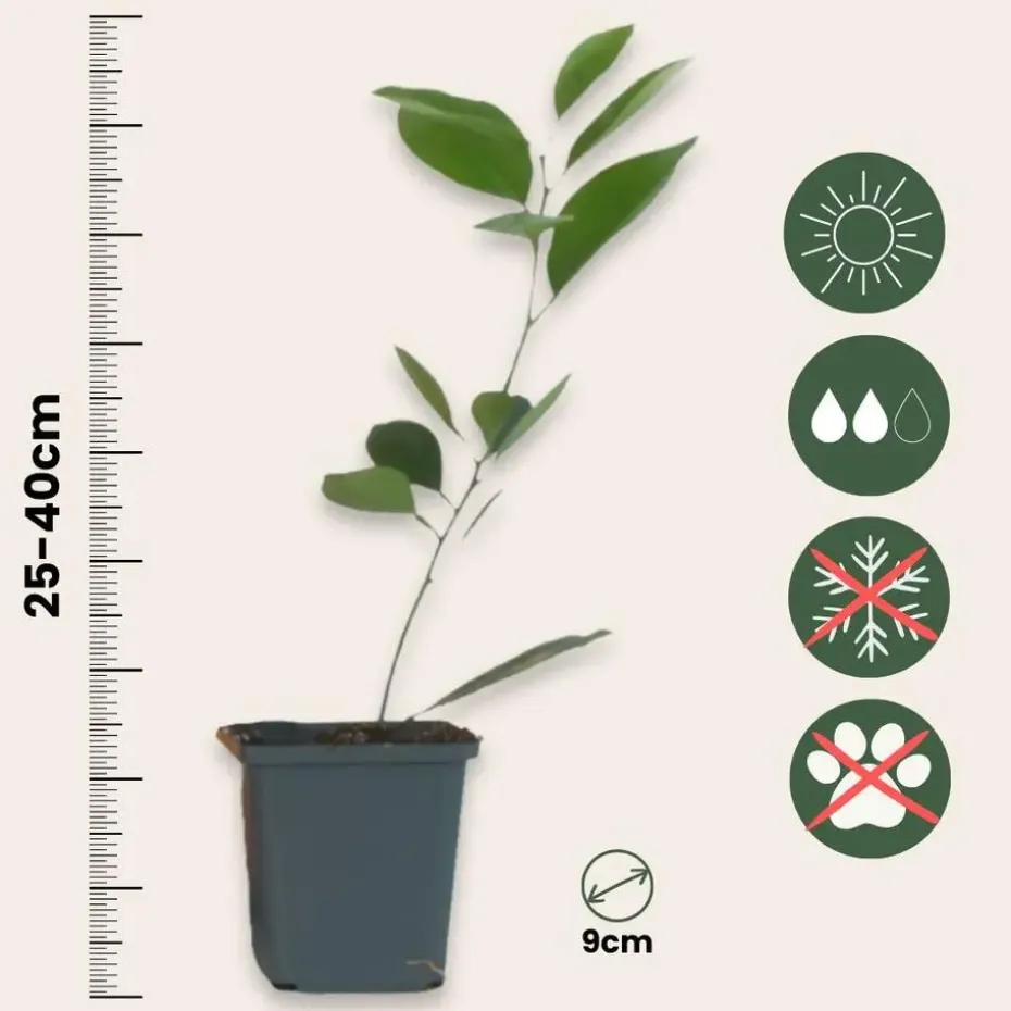 Sinaasappelboom - Set van 3 - Citrus mitis Calamondin - Hoogte 25-40cm - ⌀9cm