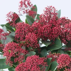 Skimmia - Set van 4 - Skimmia japonica 'Rubella' - Hoogte 35-45cm - ⌀15cm