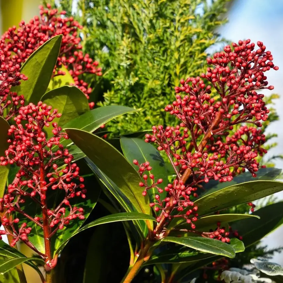 Skimmia - Set van 4 - Skimmia japonica 'Rubella' - Hoogte 35-45cm - ⌀15cm
