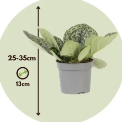 Spiraalvrucht - Streptocarpus 'Pretty Turtle' - Hoogte 25-35cm - ⌀13cm