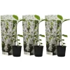 Stermagnolia - Set van 3 - Magnolia 'Stellata' - Hoogte 25-40cm - ⌀9cm