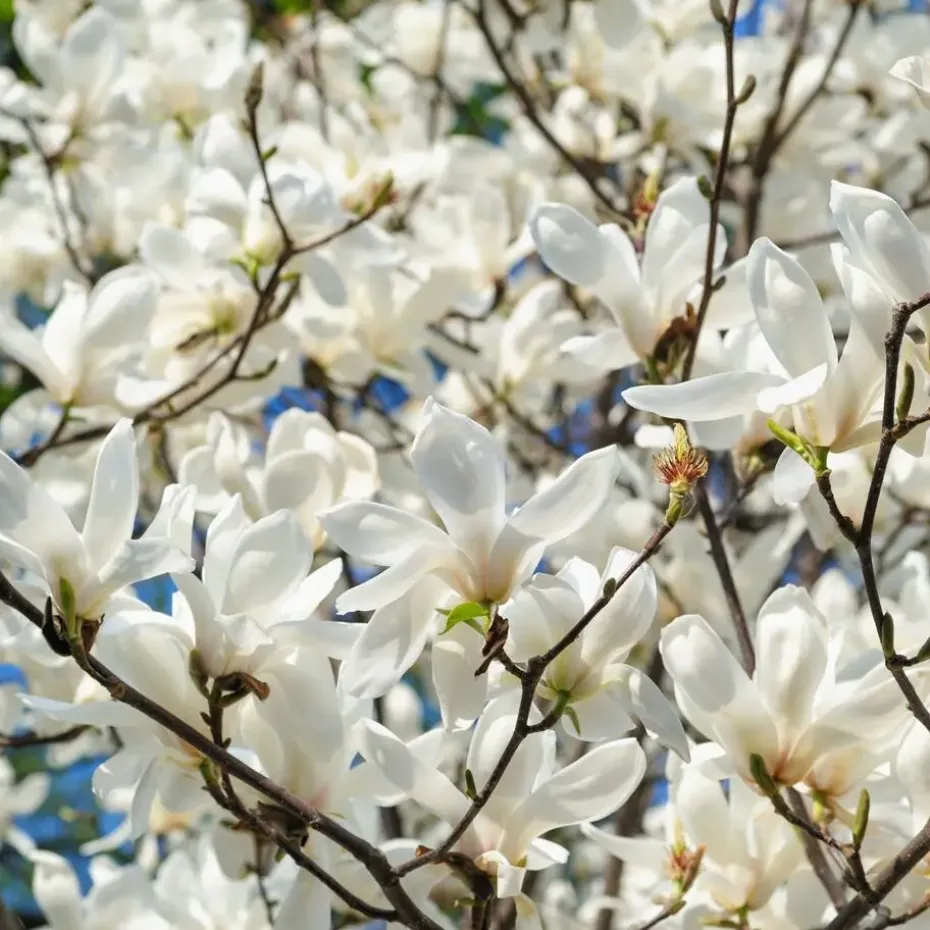 Stermagnolia - Set van 3 - Magnolia 'Stellata' - Hoogte 25-40cm - ⌀9cm