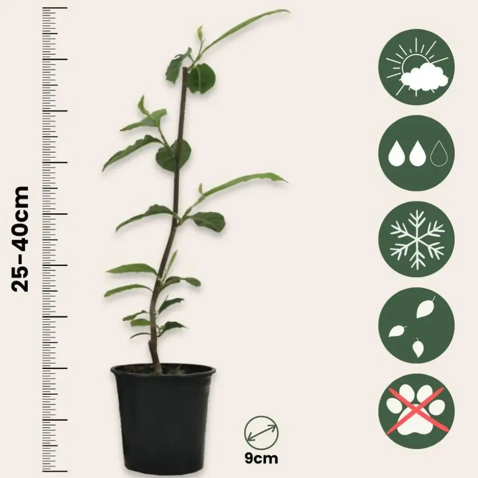 Stermagnolia - Set van 3 - Magnolia 'Stellata' - Hoogte 25-40cm - ⌀9cm