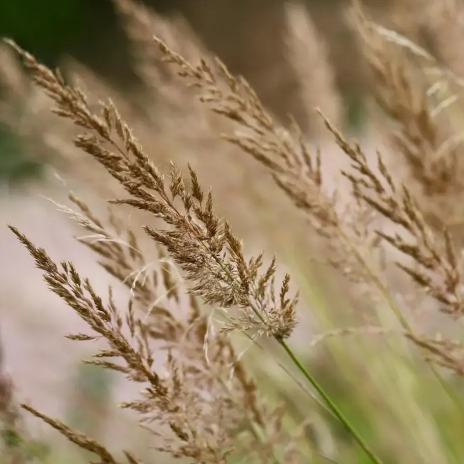Struisriet - Calamagrostis 'Karl Foerster' - Hoogte 40-60cm - ⌀23cm