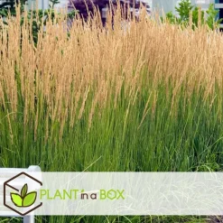 Struisriet - Calamagrostis 'Karl Foerster' - Hoogte 40-60cm - ⌀23cm