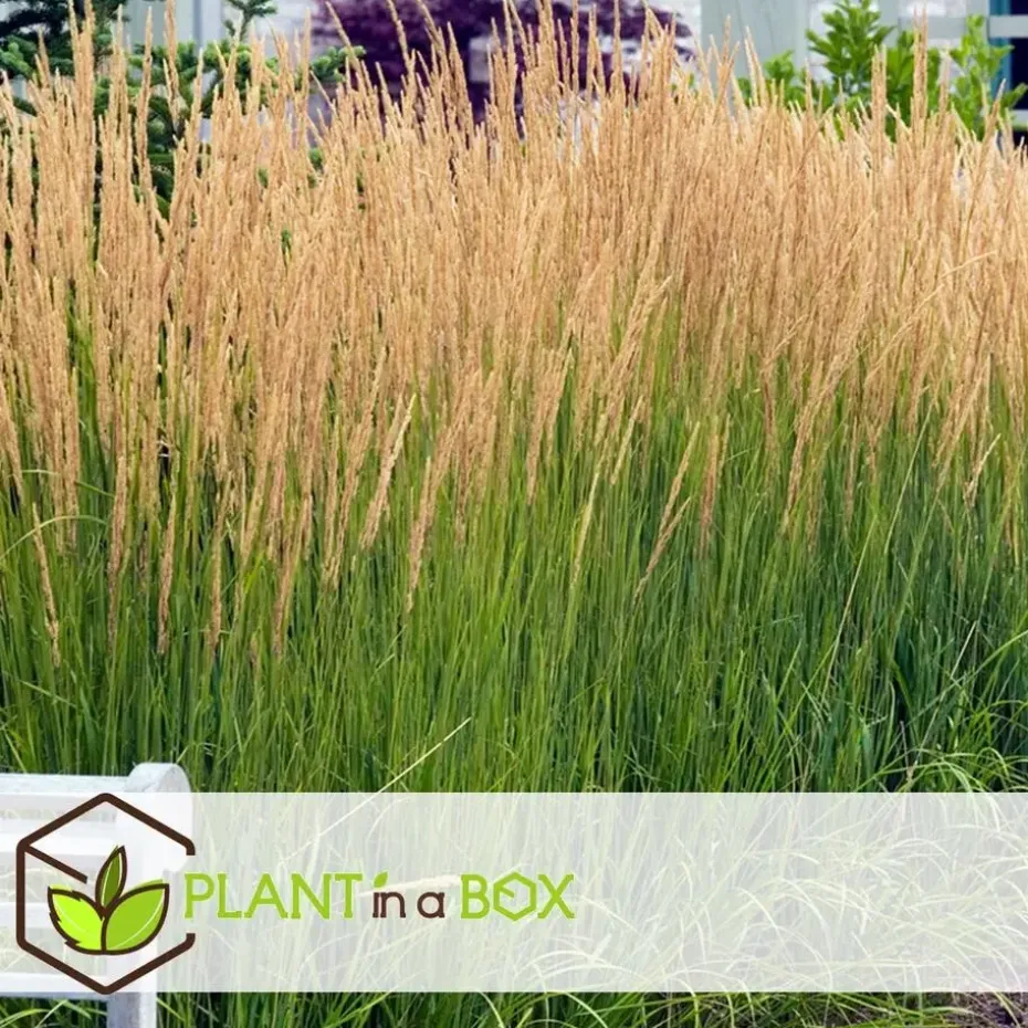 Struisriet - Calamagrostis 'Karl Foerster' - Hoogte 40-60cm - ⌀23cm